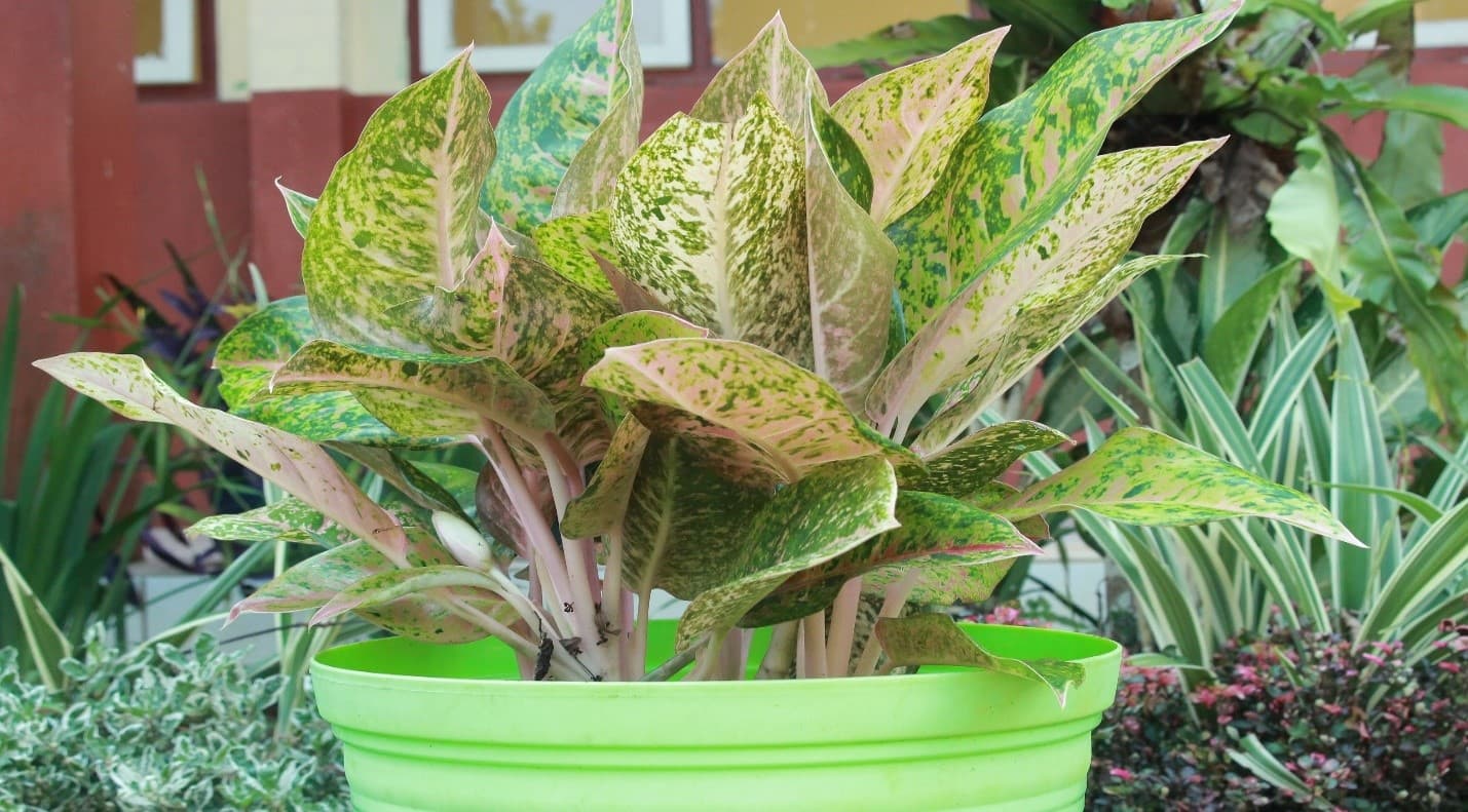 Aglaonema (Sri Rejeki)
